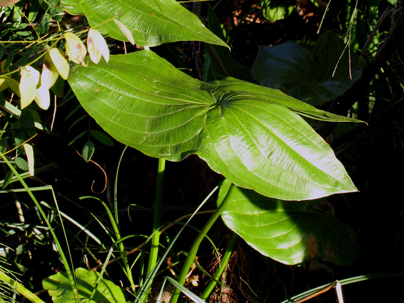 gigaro ? - Arum italicum